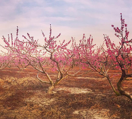 Peach trees at Kalawi Farm in Eagle Springs NC