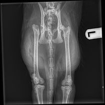 Pet X-rays Breadstone