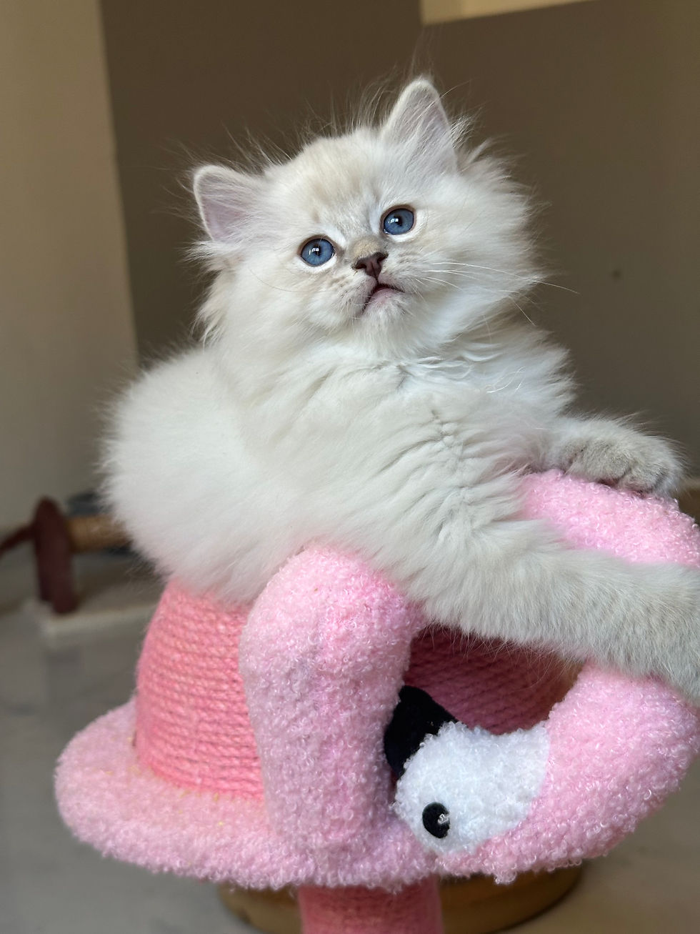 Alfred Hitchcock Ryu Kawa