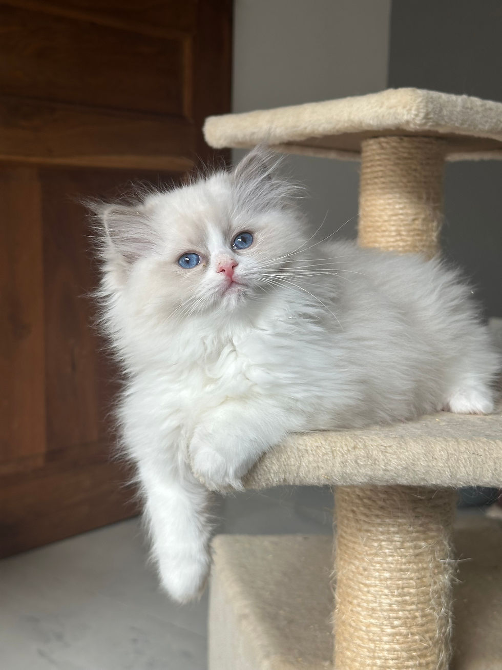 Addams Morticia Ryu Kawa