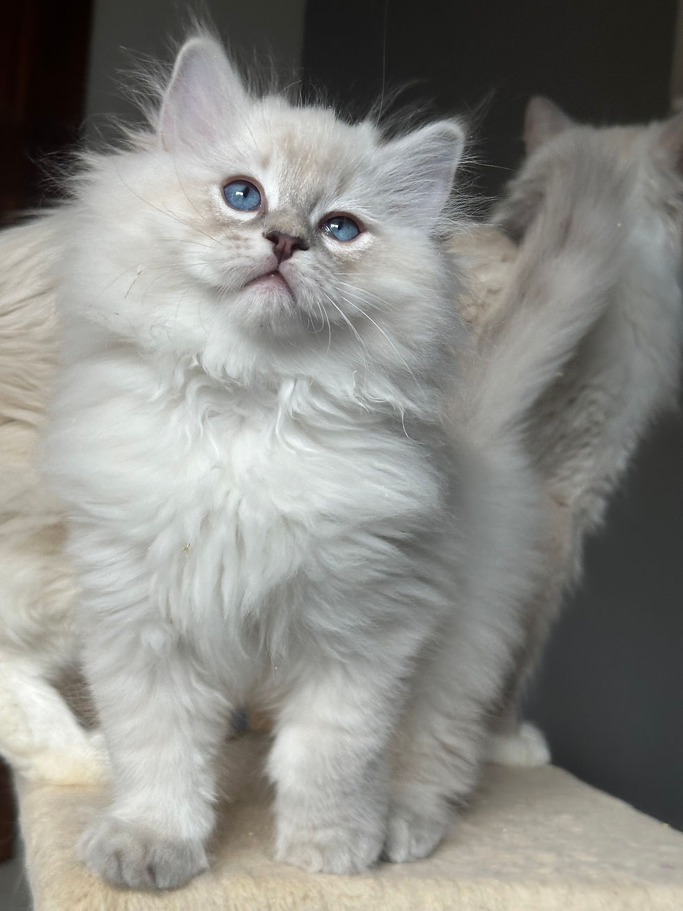 Alfred Hitchcock Ryu Kawa