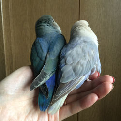 パンとフク