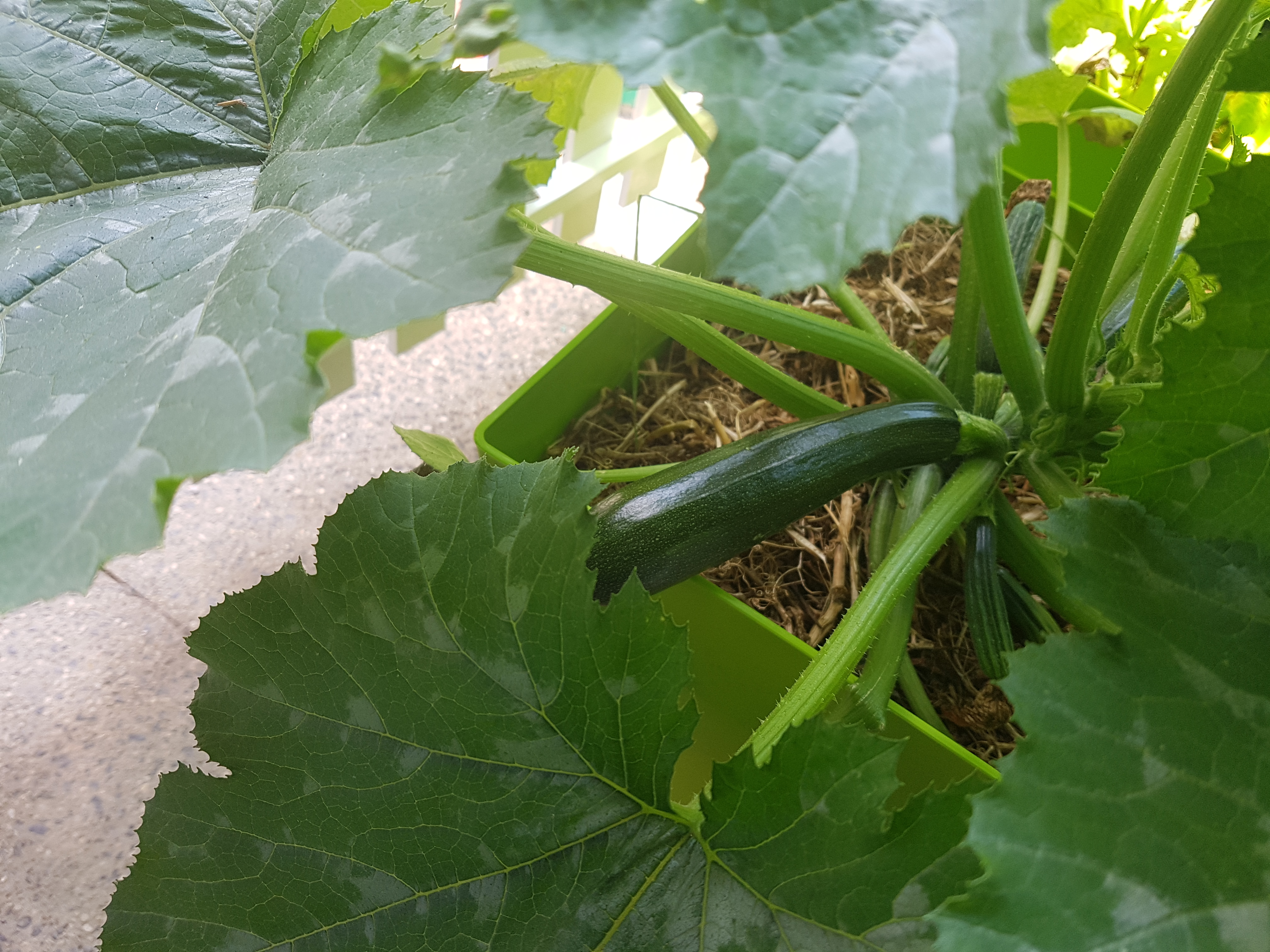 Garden Bed