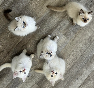 bunched up kittens