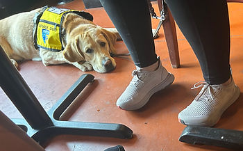 Settling is area that most dogs need extra work in, especially during adolescence.