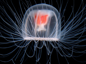 The Immortal Jellyfish