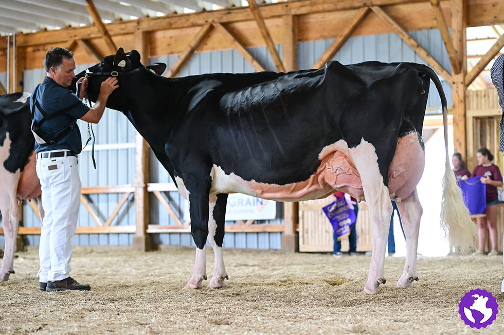 2025 NE Summer Show Grand Champion – Open Show