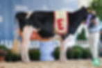 2025 Northeast Fall National Holstein Show