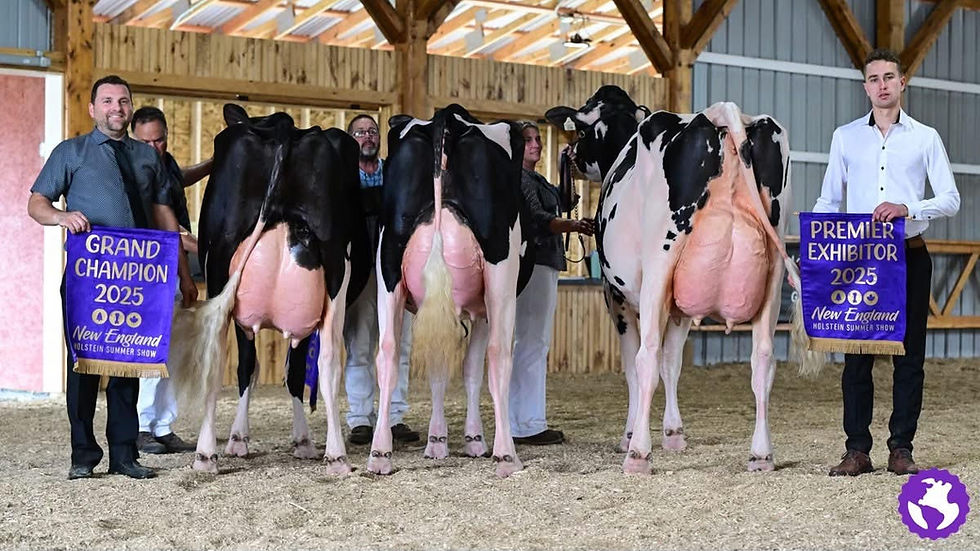2025 NE Summer Show Grand Champions