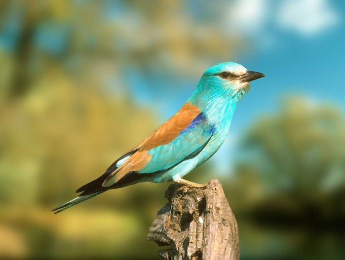 bird(16).jpg