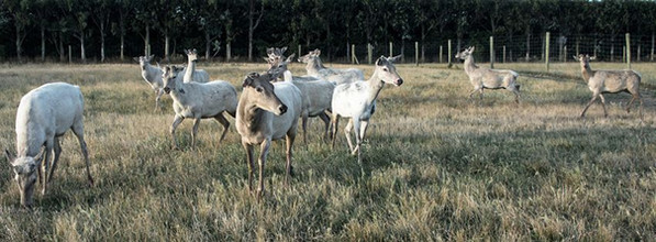 12310064_931335306952004_677709210329389