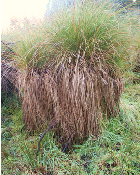 wetlands 4 carex secta_edited.png