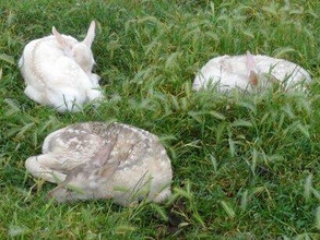 Royal Lochinvine White Fawns.jpg