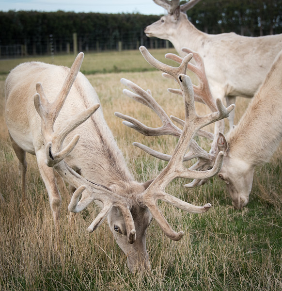 Lochinvine Whites Deer NZ