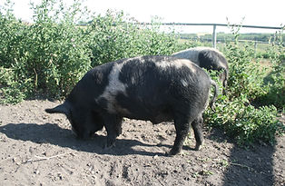 Foster AKKPS 11922P Available Boar DOB March 15, 2020