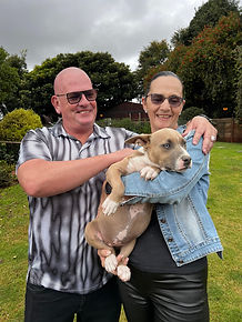 American Pocket Bully Hugo Bullz Saffron