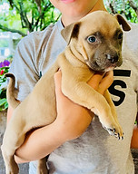 American Pocket Bully Hugo Bullz Jango