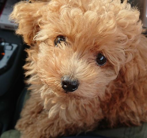 親犬の紹介 極小トイプードル専門ショップ アンジュ Ange 群馬県前橋市のトイプードル ティーカッププードル専門ブリーダー