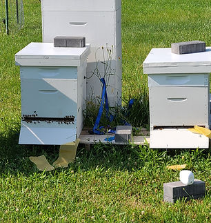 hives.jpeg