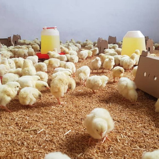 Nos jeunes poussins de chair