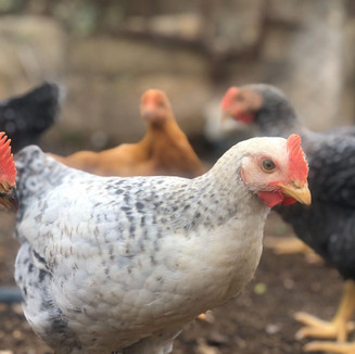 Un jeune coq de 2 mois
