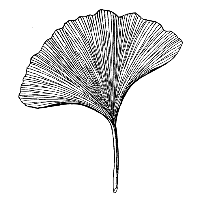 large-ginkgo-leaf-1727j.gif