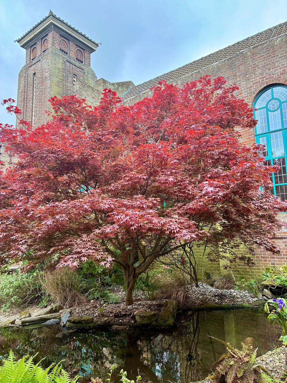 London celebrant Mair Garland led a Welsh-inspired funeral service at Mortlake Crematorium. The image shows a tree with red leaves in the foreground with the Mortlake Crematorium chapel in the background. 