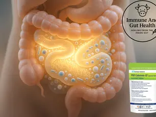 Does colostrum repair the gut?