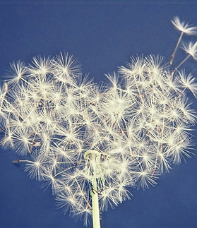 dandelion-5063527_1280_edited_edited.jpg