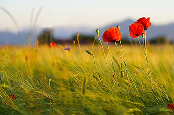 poppies-6480490_1280.jpg