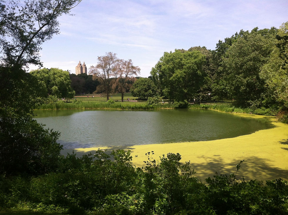 central park greenery.jpg