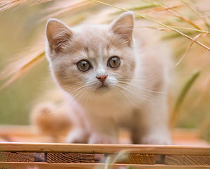 DSC_2826_edited.jpg