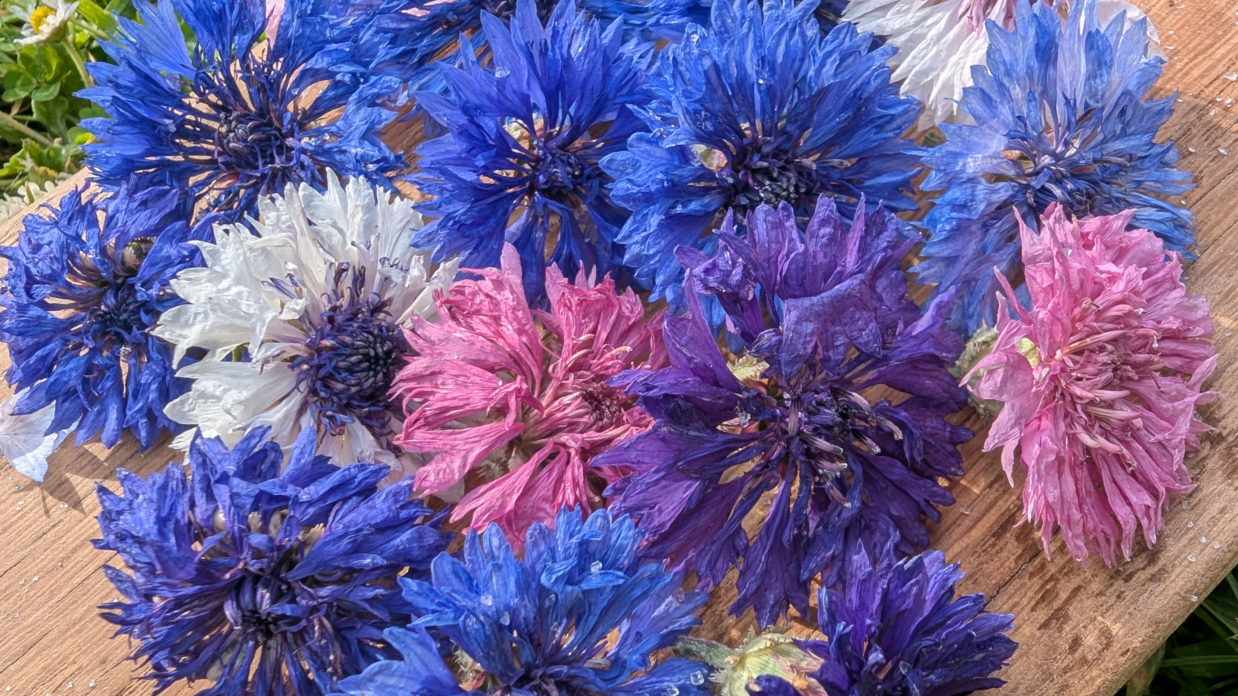 Cornflowers - pk of 10 
