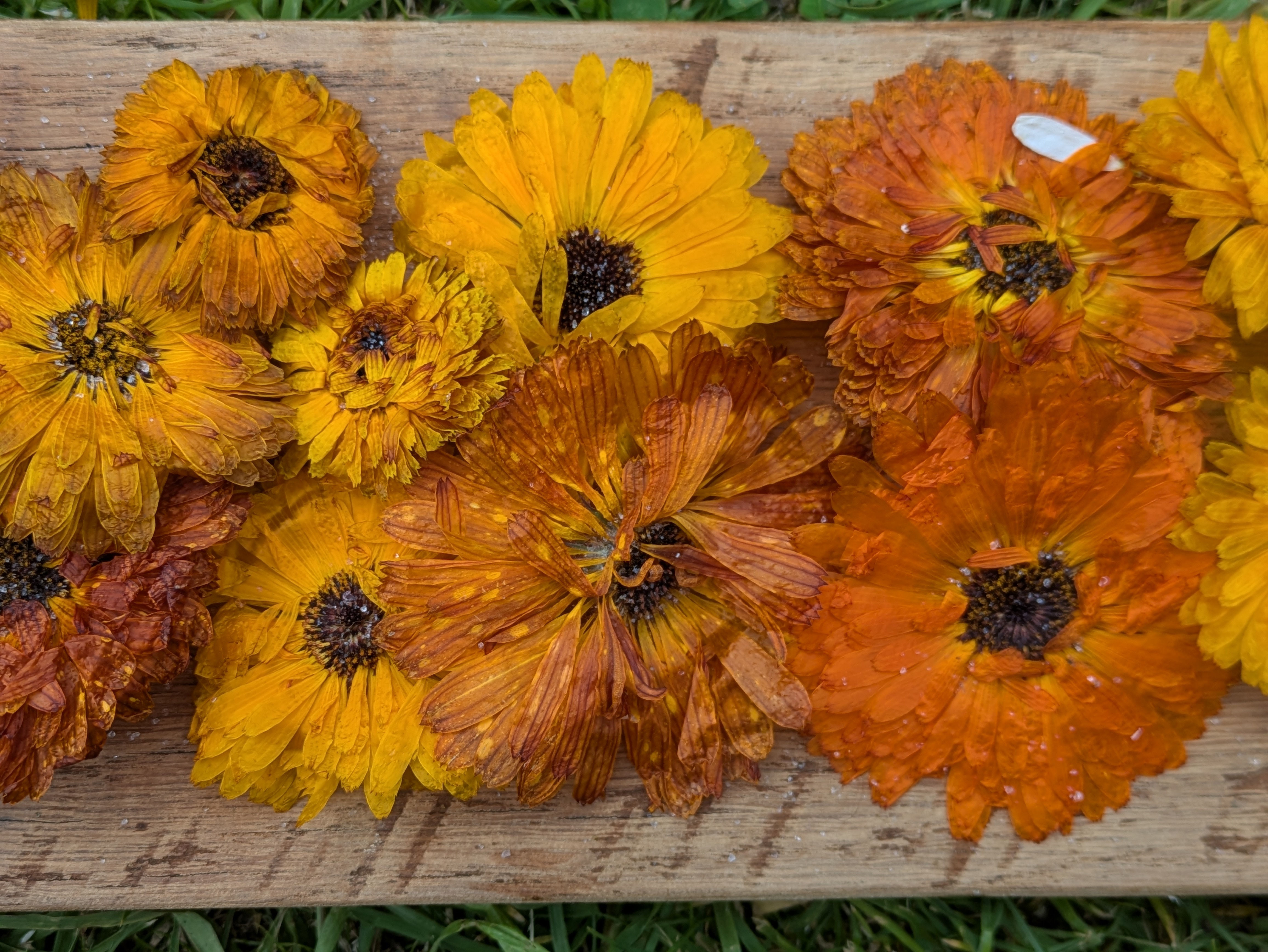 Dried Marigolds - pk 20