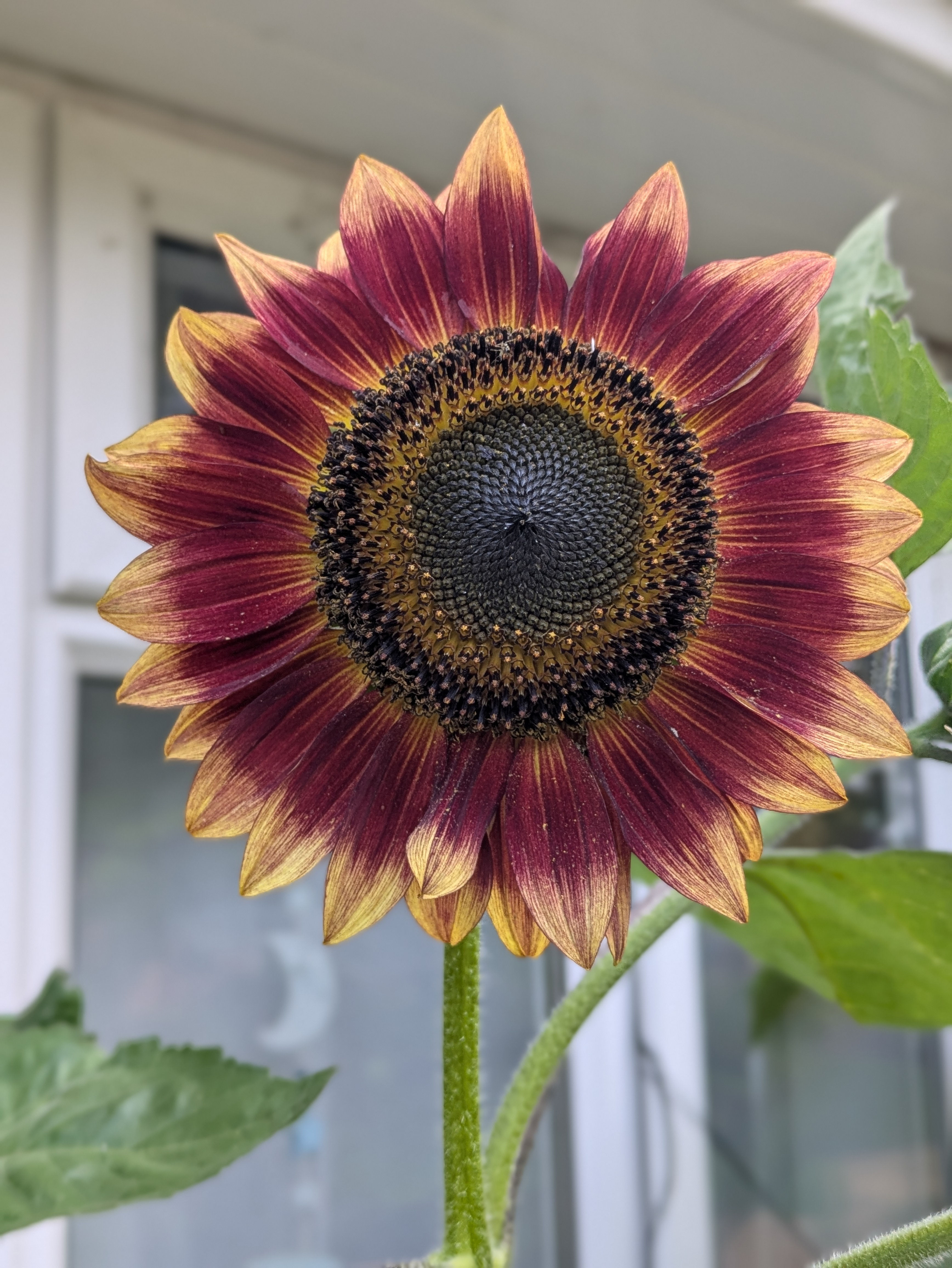 'Ring of Fire' Red and Yellow Sunflowers x 40 seeds