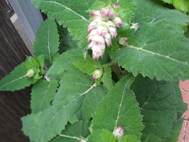 Muskatellersalbei als Räucherwerk