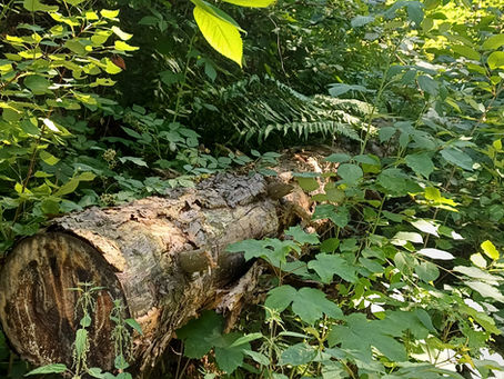Waldbaden und unser Immunsystem