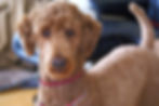 garderie de chiens