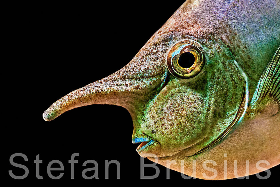 Nasendoktorfisch