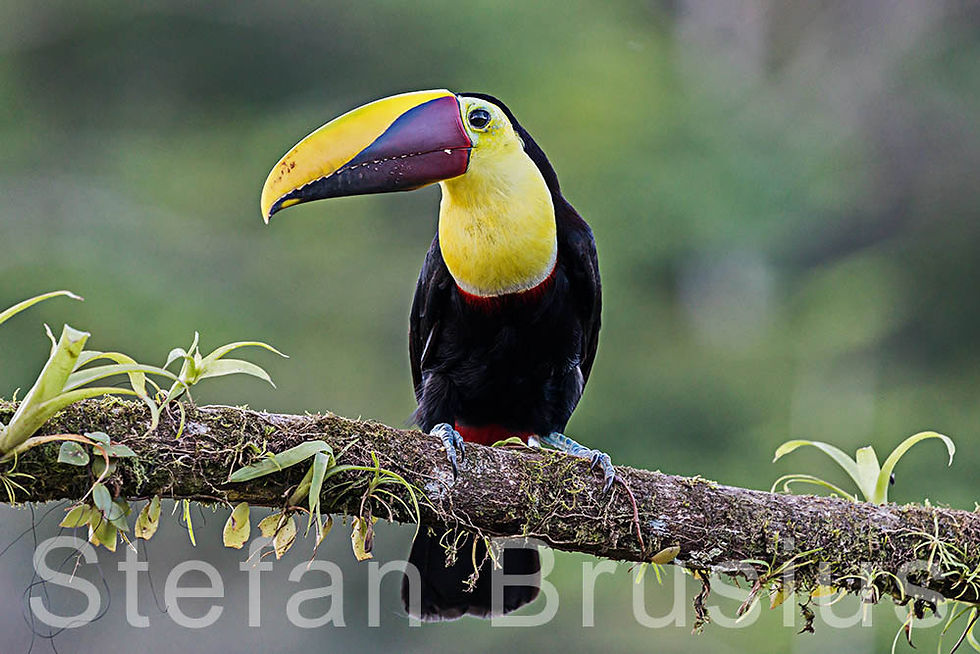 BRUA6276 Costa Rica 1000 Kopie