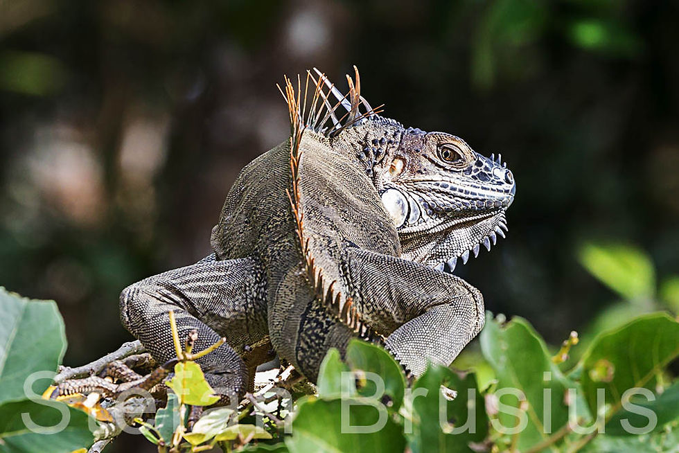 BRUA8830 Costa Rica Leguan Kopie