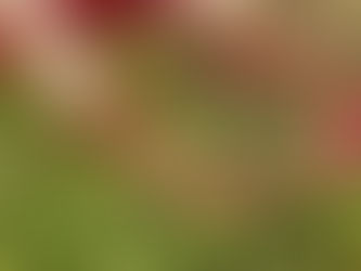 zyklische Jahresplanung