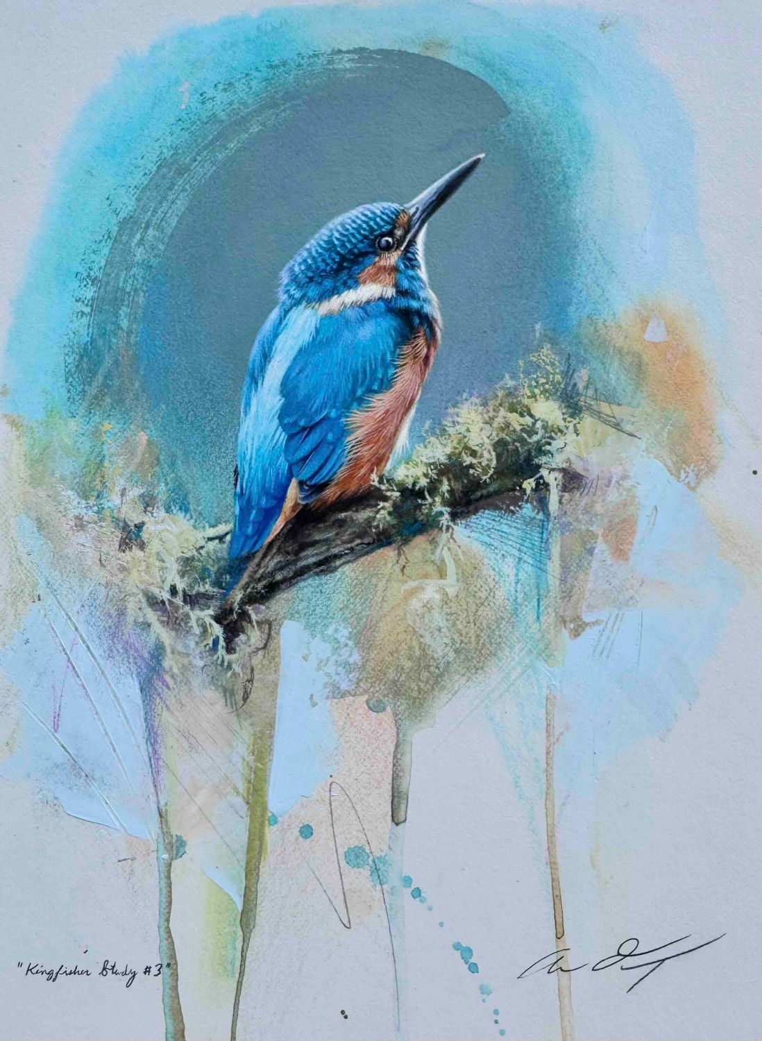 Kingfisher Study III, Andrew Denman, Paintings of Kingfishers