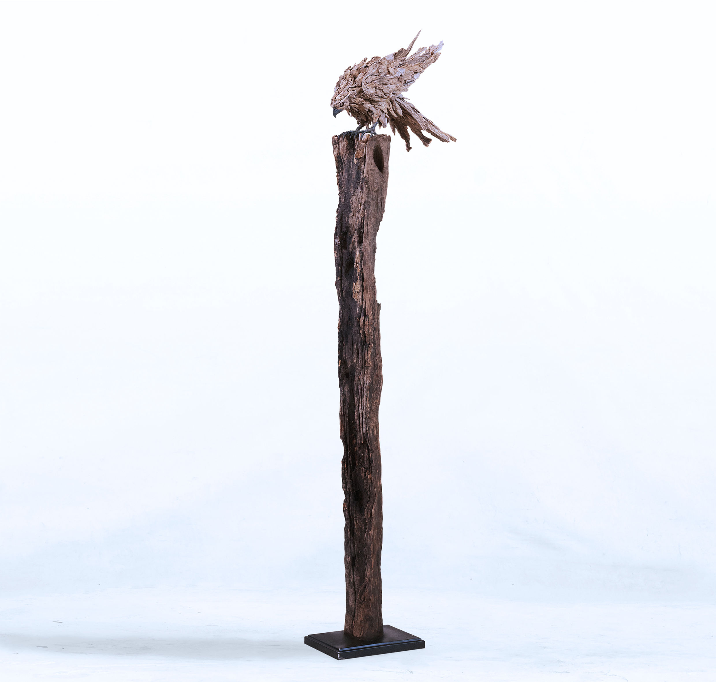 JAMES DORAN-WEBB | The Falcon's Focus I