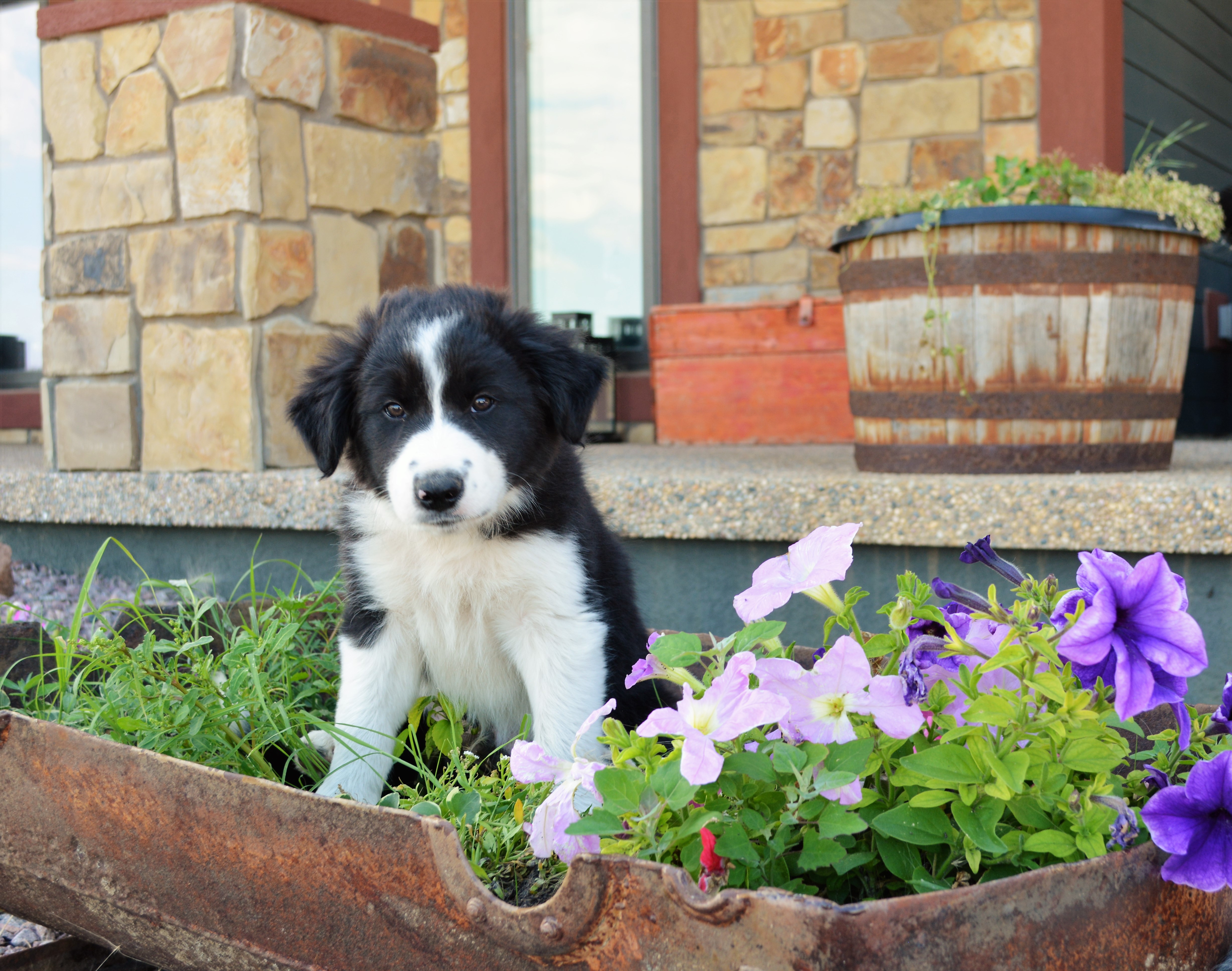 Border Collie Puppies For Sale Minnesota hasbargenlandcattle