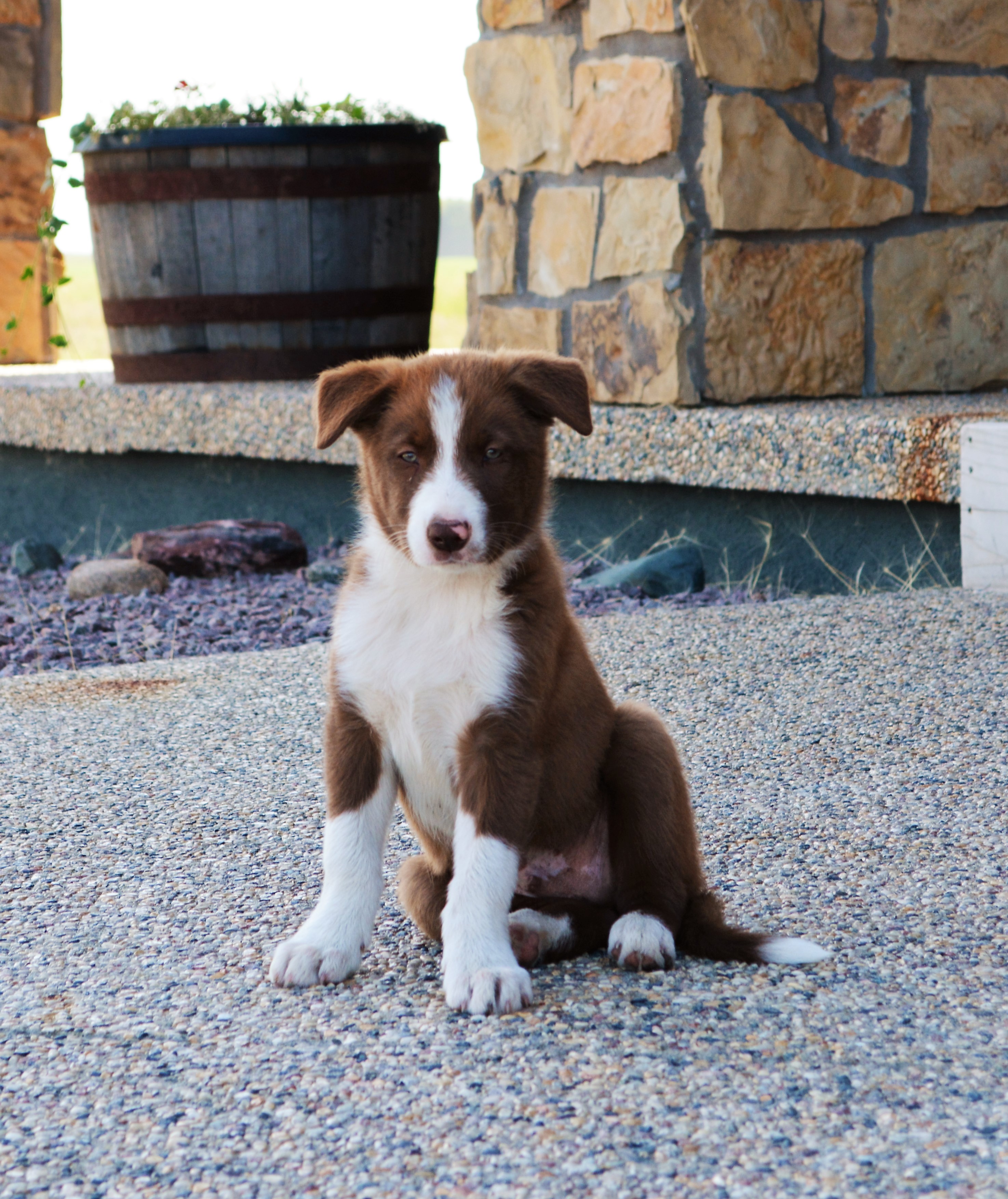 Border Collie Puppies For Sale Minnesota hasbargenlandcattle