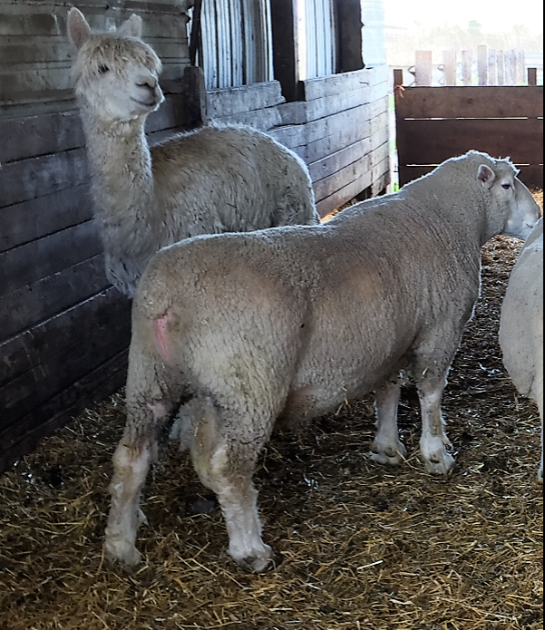 Ile de France Ram