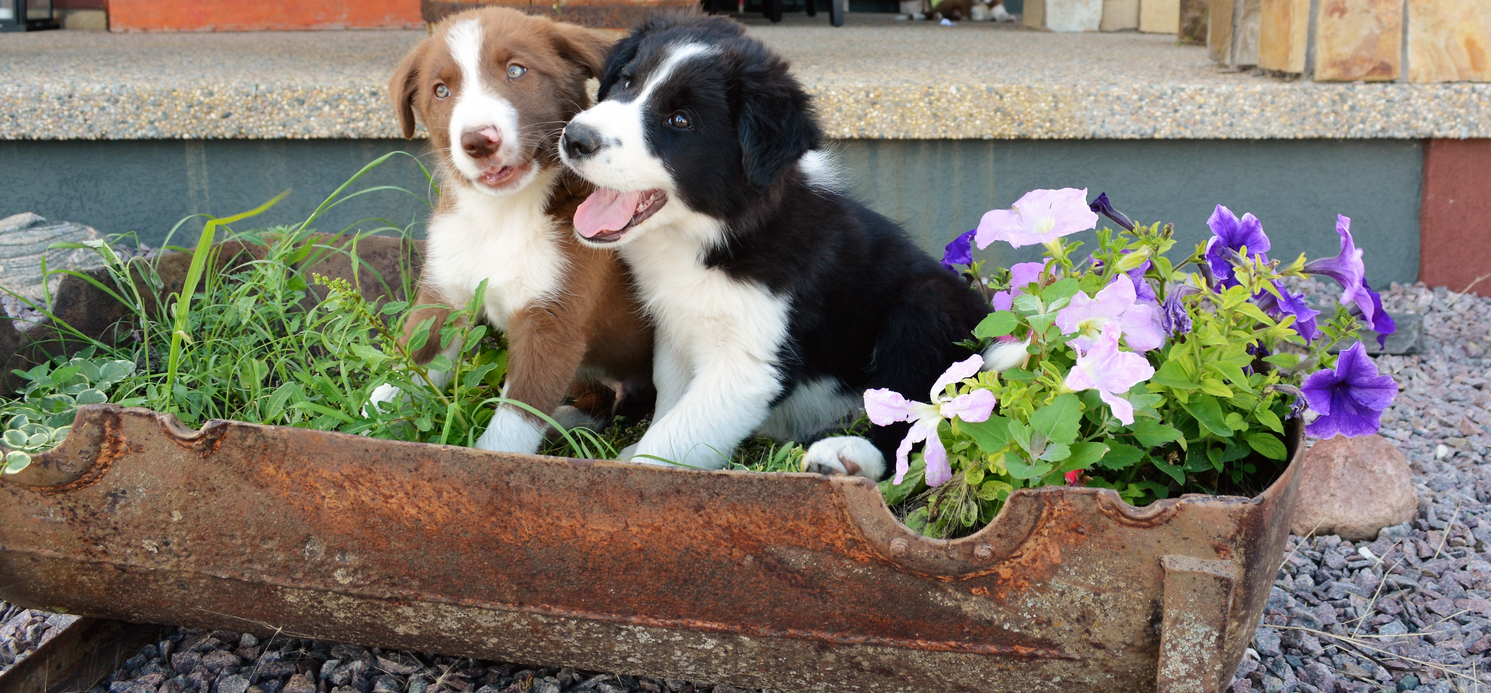 Border Collie Puppies For Sale Minnesota hasbargenlandcattle