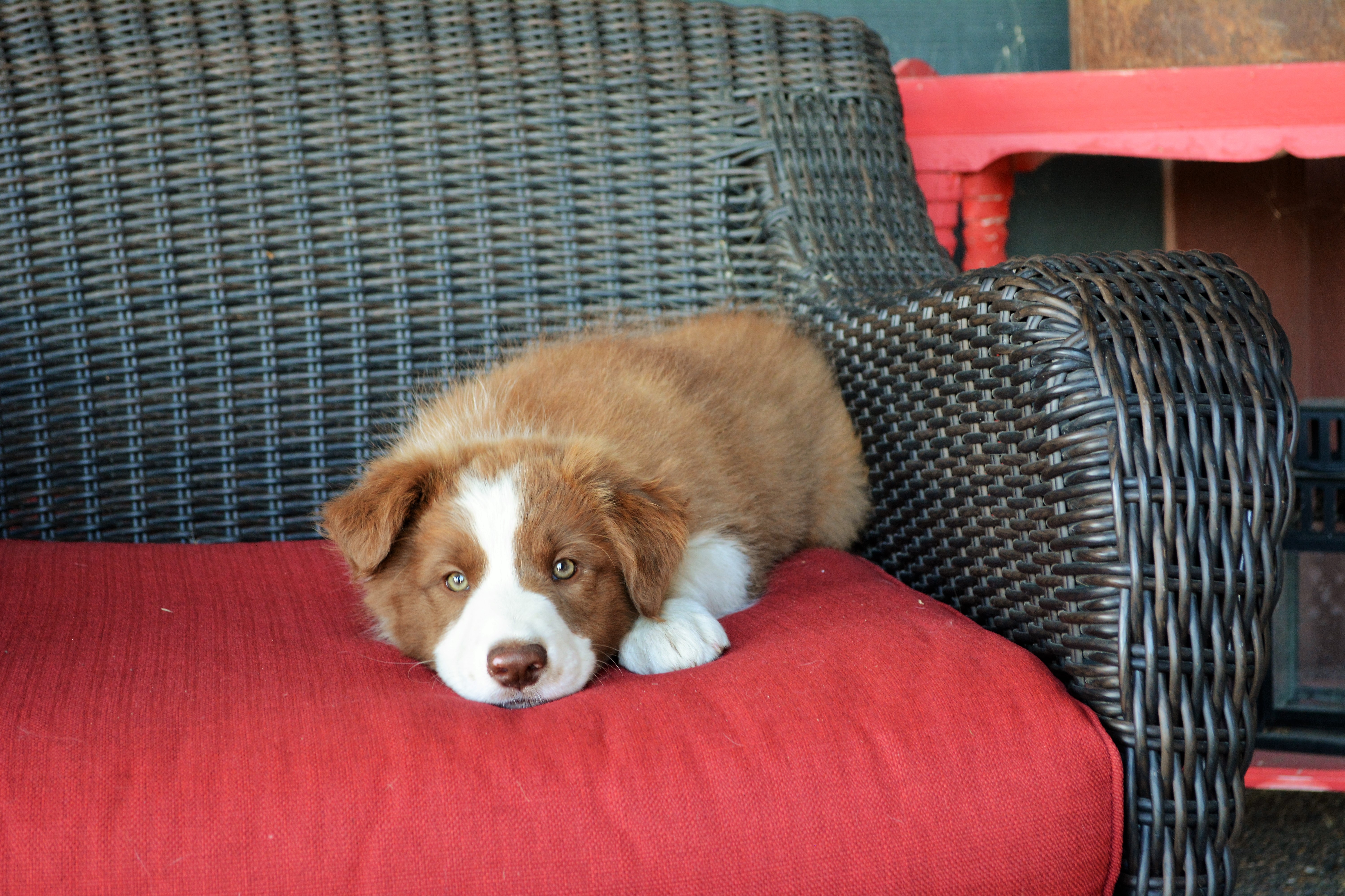 Red Merle Border Collie Puppies For Sale In Kentucky Bleumoonproductions