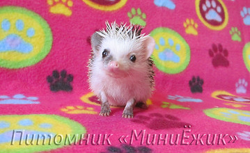 африканский ежик